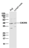 Anti-CXCR5 antibody used in Western Blot (WB). GTX04563