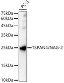 Anti-TSPAN4 antibody used in Western Blot (WB). GTX04571