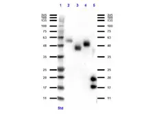 Rabbit anti-Llama VHH Single Domain antibody. GTX04578