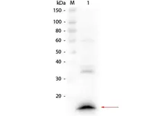 Rabbit anti-Llama VHH Single Domain antibody. GTX04579