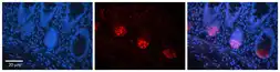 Anti-TMEM26 antibody used in IHC (Paraffin sections) (IHC-P). GTX04582