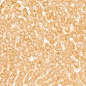 Anti-GABARAPL1 antibody [ARC61739] used in IHC (Paraffin sections) (IHC-P). GTX04586