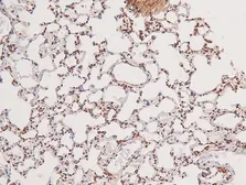 Anti-GCN2 (phospho Thr899) antibody used in IHC (Paraffin sections) (IHC-P). GTX04588