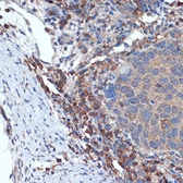 Anti-MLKL antibody [ARC2471] used in IHC (Paraffin sections) (IHC-P). GTX04592