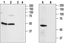 Anti-Adenosine A2a Receptor antibody used in Western Blot (WB). GTX04602