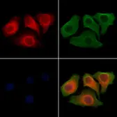 Anti-SLC26A5 antibody used in Immunocytochemistry/ Immunofluorescence (ICC/IF). GTX04615