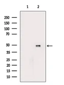 Anti-EDA antibody used in Western Blot (WB). GTX04636