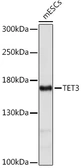 Anti-TET3 antibody used in Western Blot (WB). GTX04656