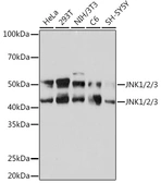 Anti-JNK antibody[ARC0291] used in Western Blot (WB). GTX04657