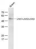Anti-JNK antibody used in Western Blot (WB). GTX04658