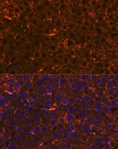 Anti-Apolipoprotein A2 antibody [ARC1946] used in IHC (Paraffin sections) (IHC-P). GTX04660