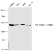 Anti-PI3 kinase p110 beta antibody used in Western Blot (WB). GTX04662
