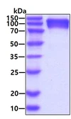Human CD66e protein, His tag. GTX04666-pro