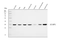 Anti-SCAMP1 antibody used in Western Blot (WB). GTX04672