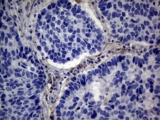 Anti-PMP22 antibody [OTI5D1] used in IHC (Paraffin sections) (IHC-P). GTX04688