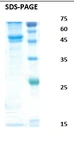 Dengue virus type 4 Envelope protein. GTX04691-pro