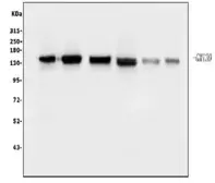 Anti-GM130 antibody [4G3] used in Western Blot (WB). GTX04700