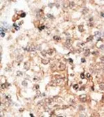 Anti-Osteocalcin antibody used in IHC (Paraffin sections) (IHC-P). GTX04704