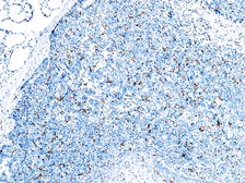 Anti-CD163 antibody [10D6] used in IHC (Paraffin sections) (IHC-P). GTX04717