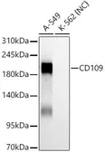 Anti-CD109 antibody [ARC61642] used in Western Blot (WB). GTX04726