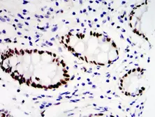 Anti-PEA3 antibody used in IHC (Paraffin sections) (IHC-P). GTX04730
