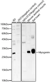 Anti-Myogenin antibody used in Western Blot (WB). GTX04748