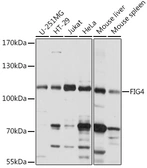 Anti-FIG4 antibody used in Western Blot (WB). GTX04755