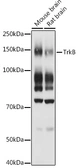 Anti-TrkB antibody used in Western Blot (WB). GTX04764