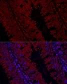Anti-GPX4 antibody used in IHC (Paraffin sections) (IHC-P). GTX04794