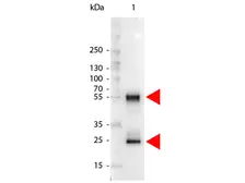 Rabbit Anti-Mouse IgG antibody, pre-adsorbed (AP). GTX04807
