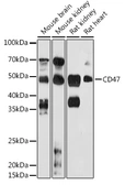 Anti-CD47 antibody used in Western Blot (WB). GTX04814