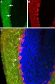 Anti-Histamine H3 Receptor antibody used in IHC (Frozen sections) (IHC-Fr). GTX04934