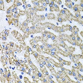Anti-SDC2 antibody used in IHC (Paraffin sections) (IHC-P). GTX04944