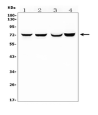 Anti-HIF3 alpha antibody used in Western Blot (WB). GTX04988