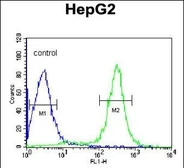 Anti-ITIH2 antibody used in Flow cytometry (FCM). GTX04997