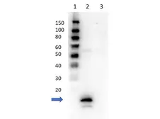 Anti-Avidin antibody used in Western Blot (WB). GTX05001