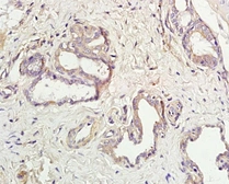 Anti-Aquaporin 5 antibody used in IHC (Paraffin sections) (IHC-P). GTX05048