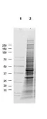 A549 whole cell lysate. GTX05055