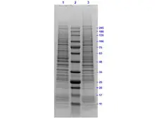 MOLT-4 whole cell lysate. GTX05056