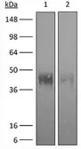 Anti-PD1 antibody [RMP1-14] (Low endotoxin, azide free) used in Western Blot (WB). GTX05080