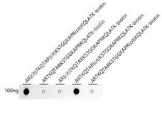 Anti-Histone H3 (Citrulline Arg8) antibody [ARC72198] used in Dot blot (Dot). GTX05205