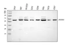 Anti-NOX4 antibody used in Western Blot (WB). GTX05223