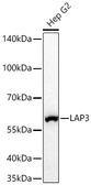 Anti-LAP3 antibody [ARC71182] used in Western Blot (WB). GTX05261
