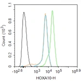 Anti-HOXA10 antibody used in Flow cytometry (FCM). GTX05262