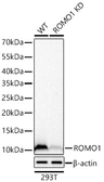 Anti-ROMO1 antibody [ARC71752] used in Western Blot (WB). GTX05275