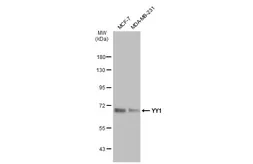 Anti-YY1 antibody [GT1162] used in Western Blot (WB). GTX08969