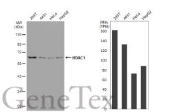 Anti-HDAC1 antibody [GT1163] used in Western Blot (WB). GTX08970