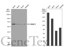 Anti-HDAC1 antibody [GT1163] used in Western Blot (WB). GTX08970