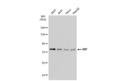 Anti-RIP antibody [GT1168] used in Western Blot (WB). GTX09128