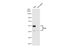 Anti-Fas antibody [GT1169] used in Western Blot (WB). GTX09129